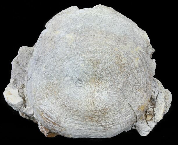 Fossil Brontotherium (Titanothere) Vertebrae - South Dakota #60650